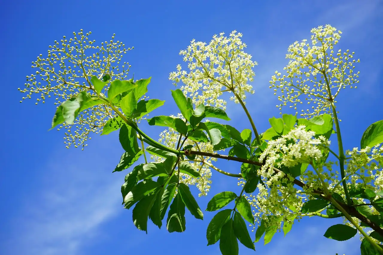 接骨木 (Sambucus williamsii) — 更多视角