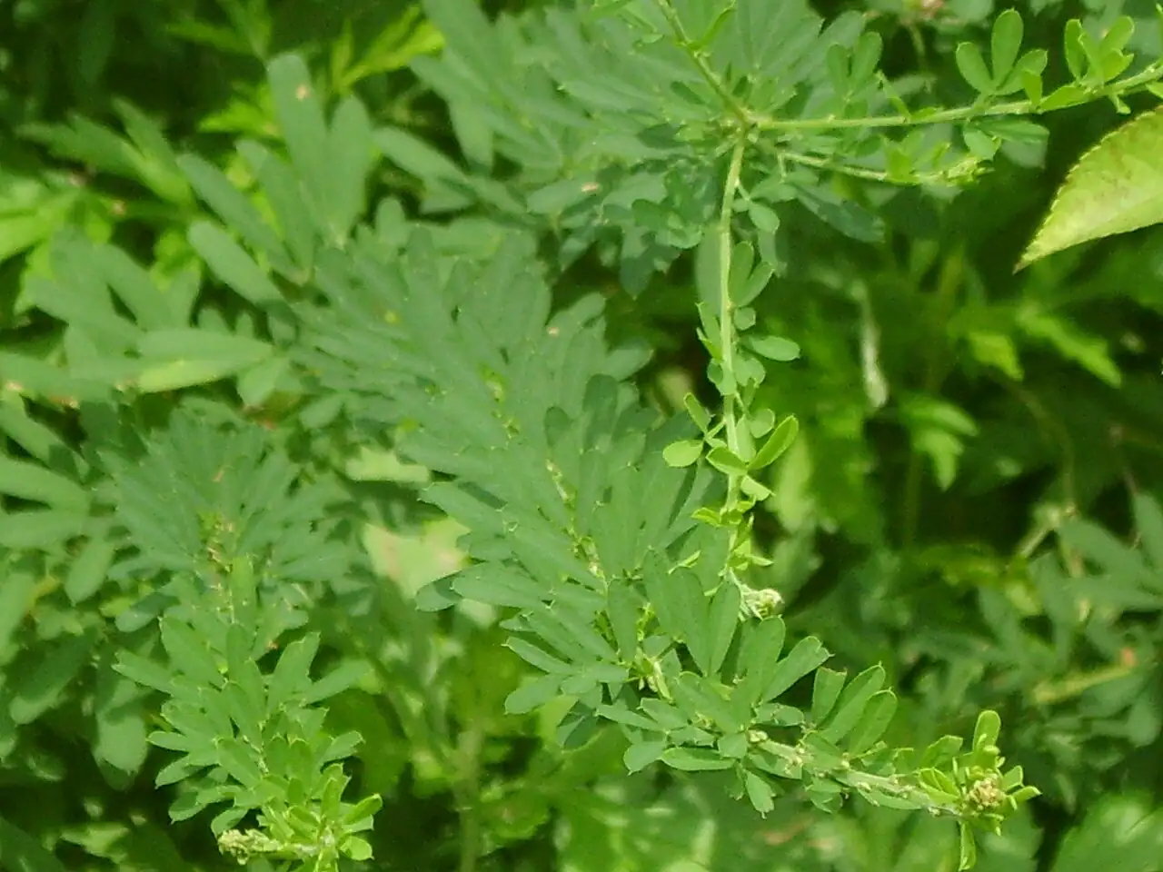 截叶铁扫帚 (Lespedeza cuneata) — 更多视角