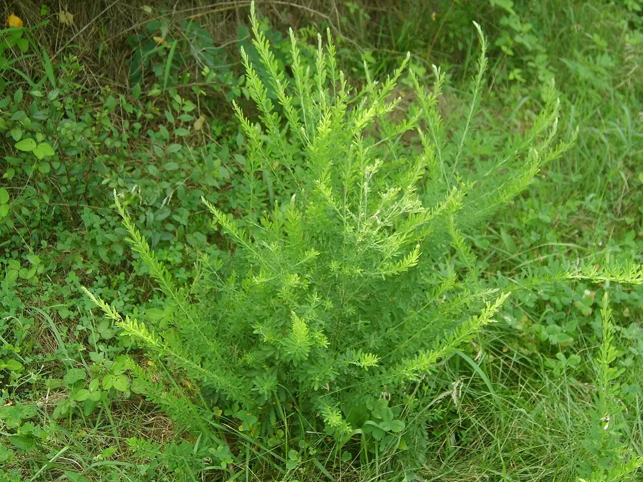 截叶铁扫帚 (Lespedeza cuneata) — 更多视角