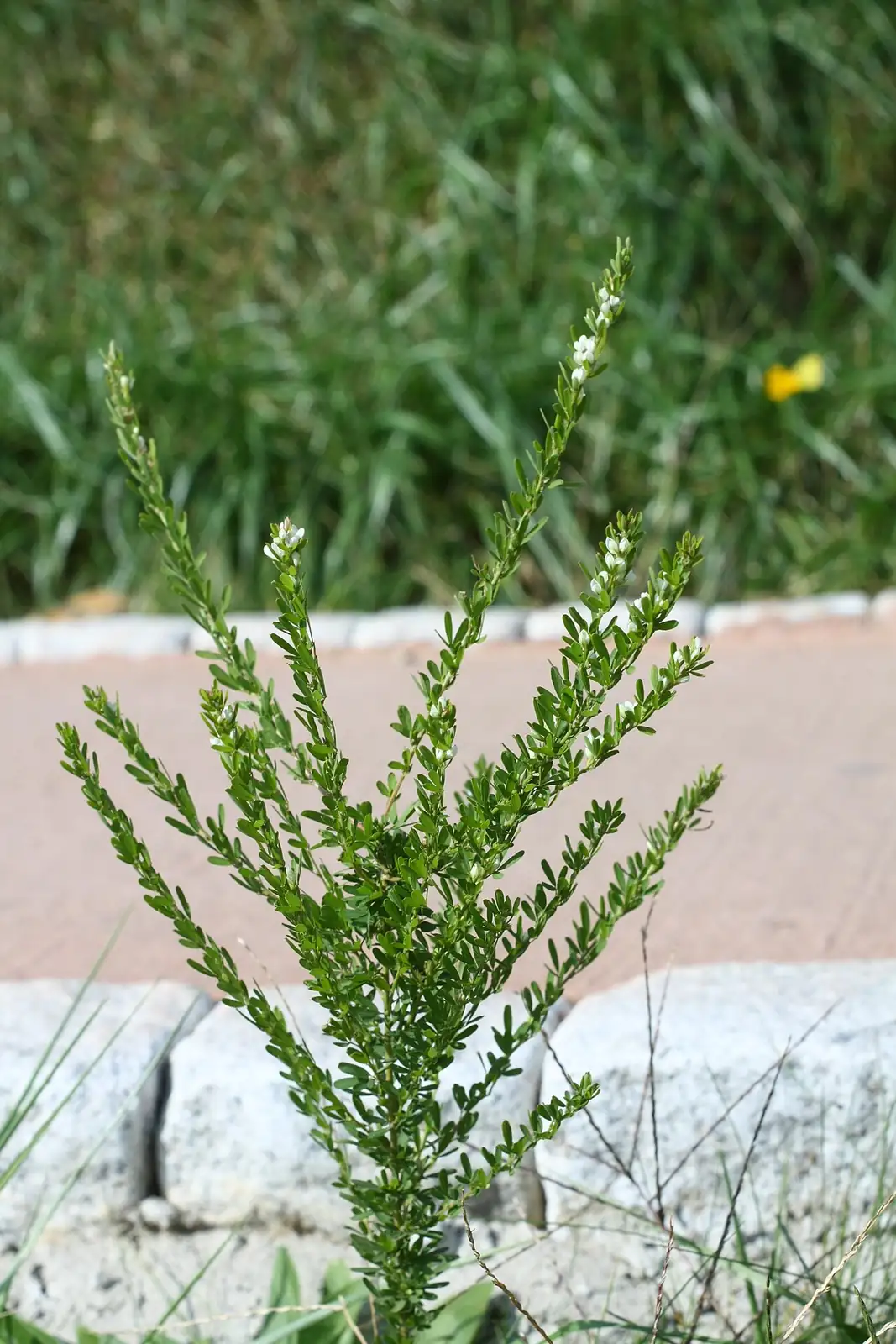 截叶铁扫帚 (Lespedeza cuneata) — 更多视角