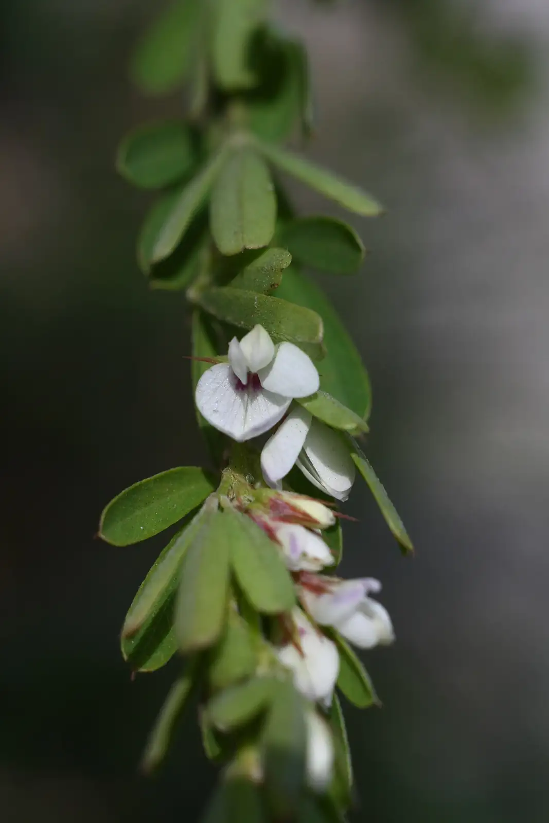 截叶铁扫帚 (Lespedeza cuneata) — 细节