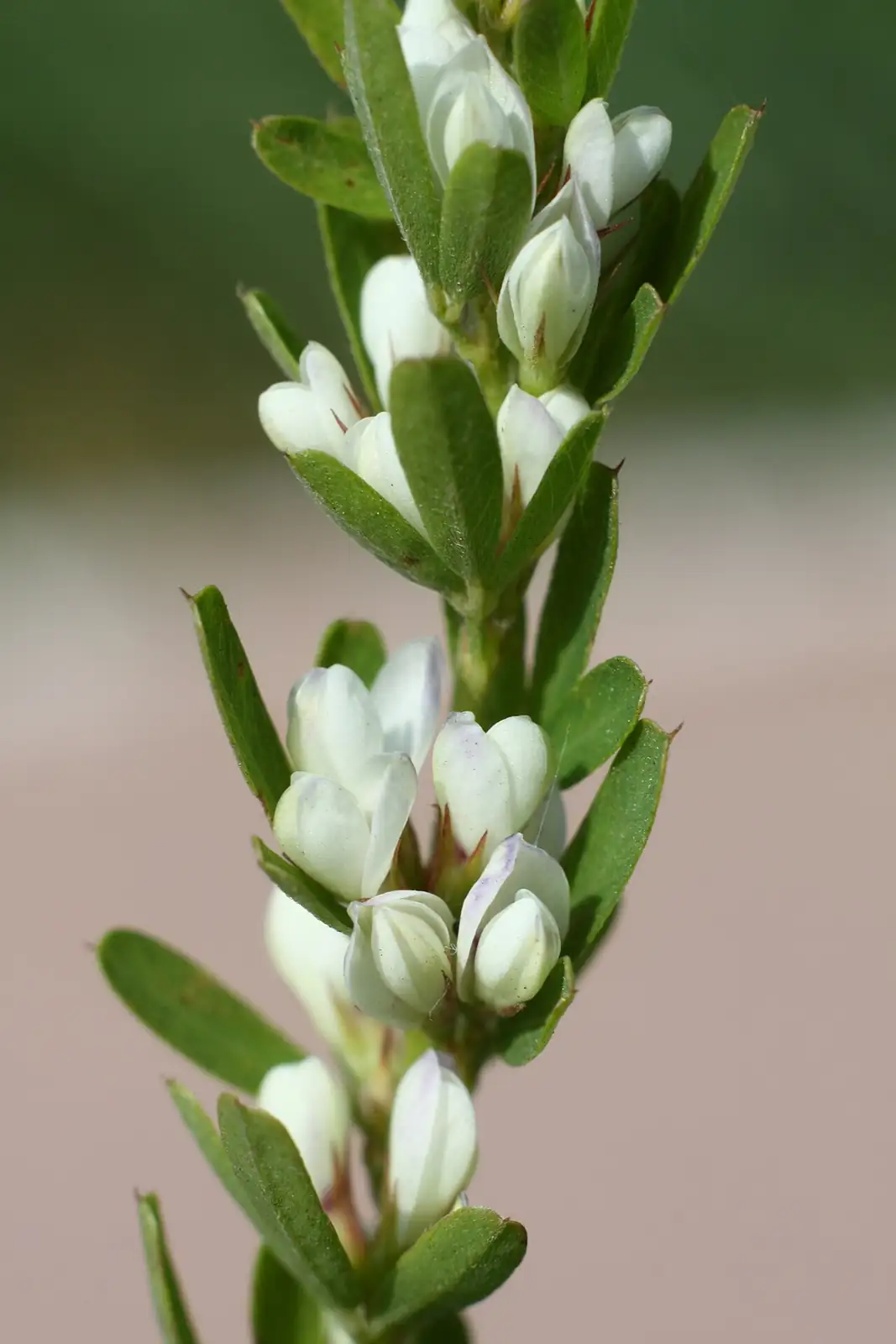 截叶铁扫帚 (Lespedeza cuneata) — 主图