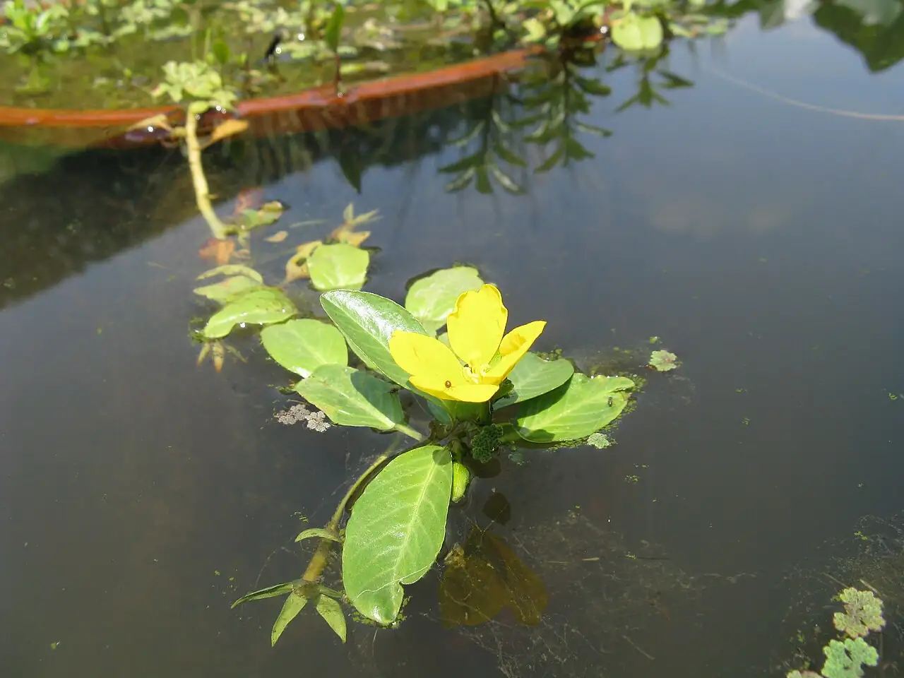 黄花水龙 (Ludwigia peploides subsp. stipulacea) — 细节