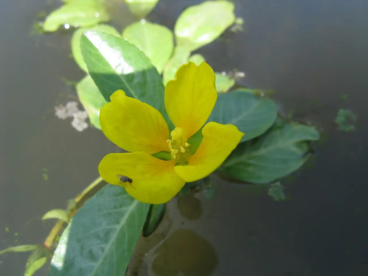 黄花水龙 (Ludwigia peploides subsp. stipulacea) — 特写