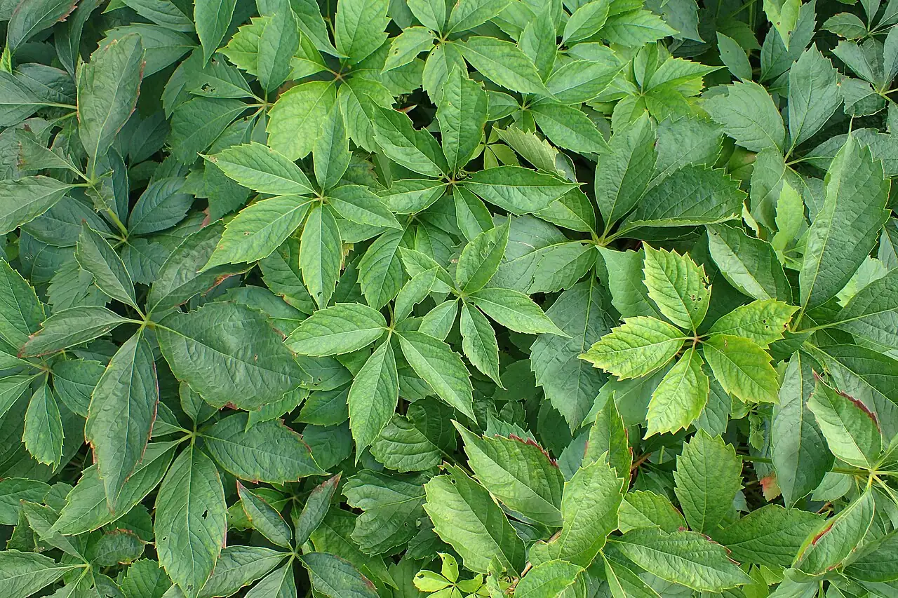 绿叶地锦 (Parthenocissus laetevirens) — 主图