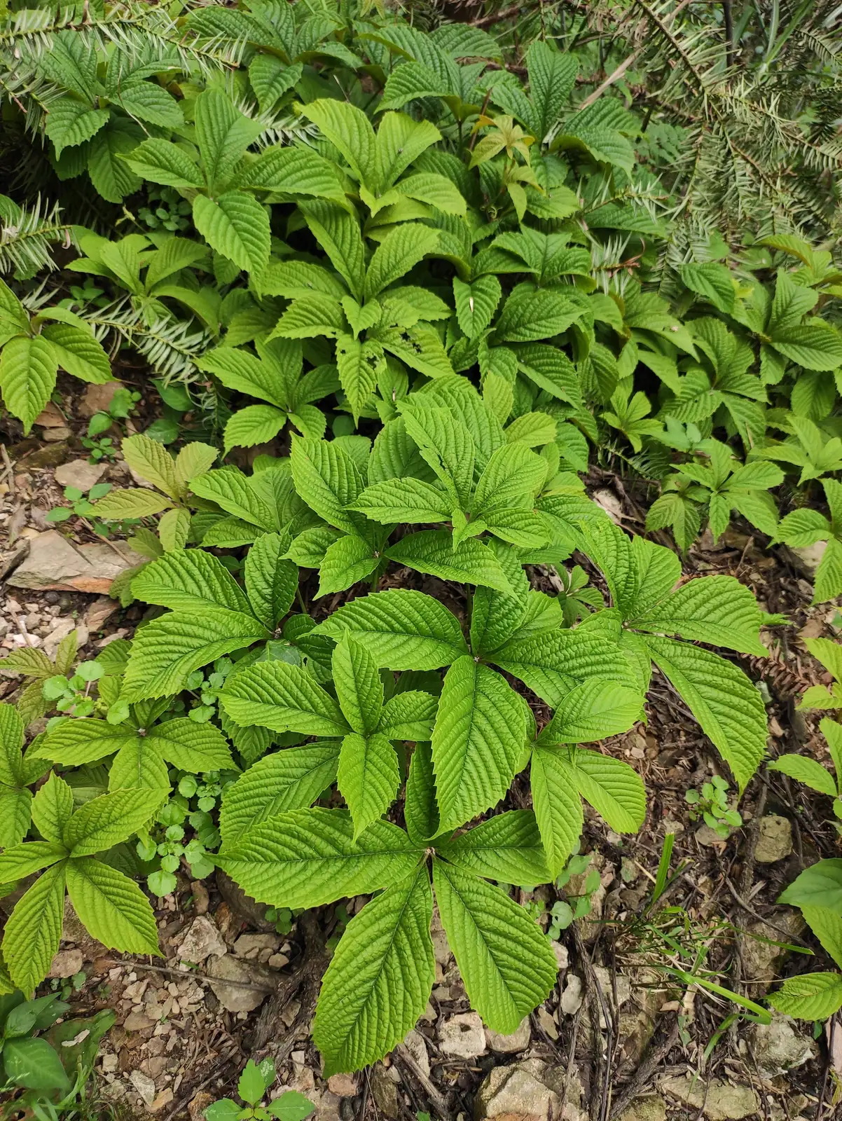 绿叶地锦 (Parthenocissus laetevirens) — 特写