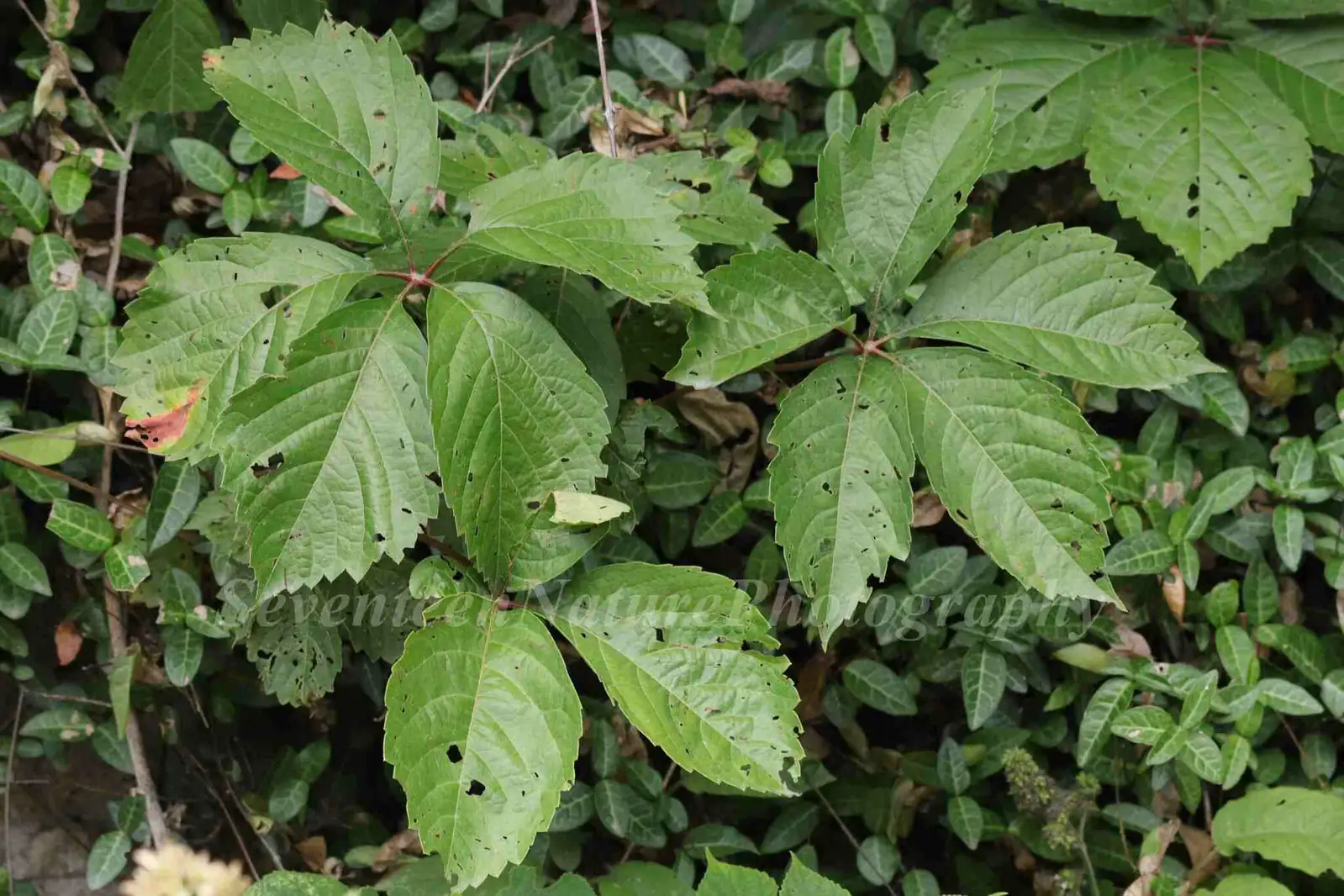 绿叶地锦 (Parthenocissus laetevirens) — 环境展示