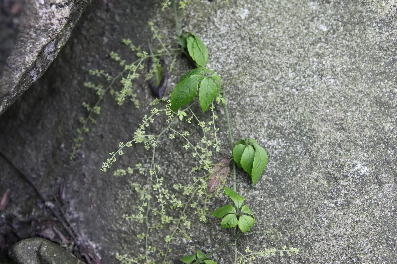 绿叶地锦 (Parthenocissus laetevirens) — 更多视角
