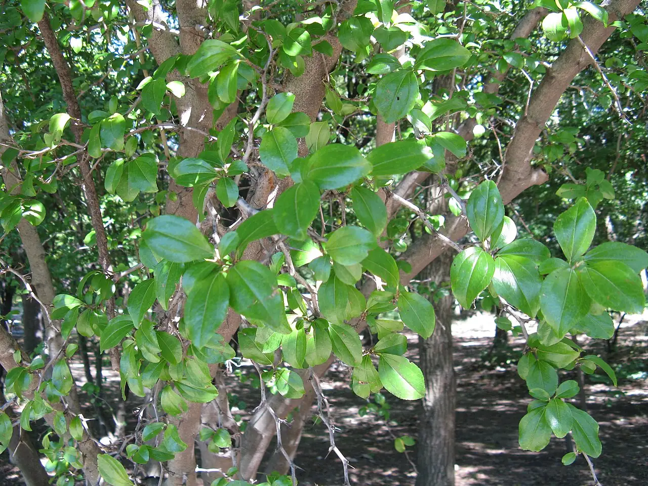马甲子 (Paliurus ramosissimus) — 更多视角