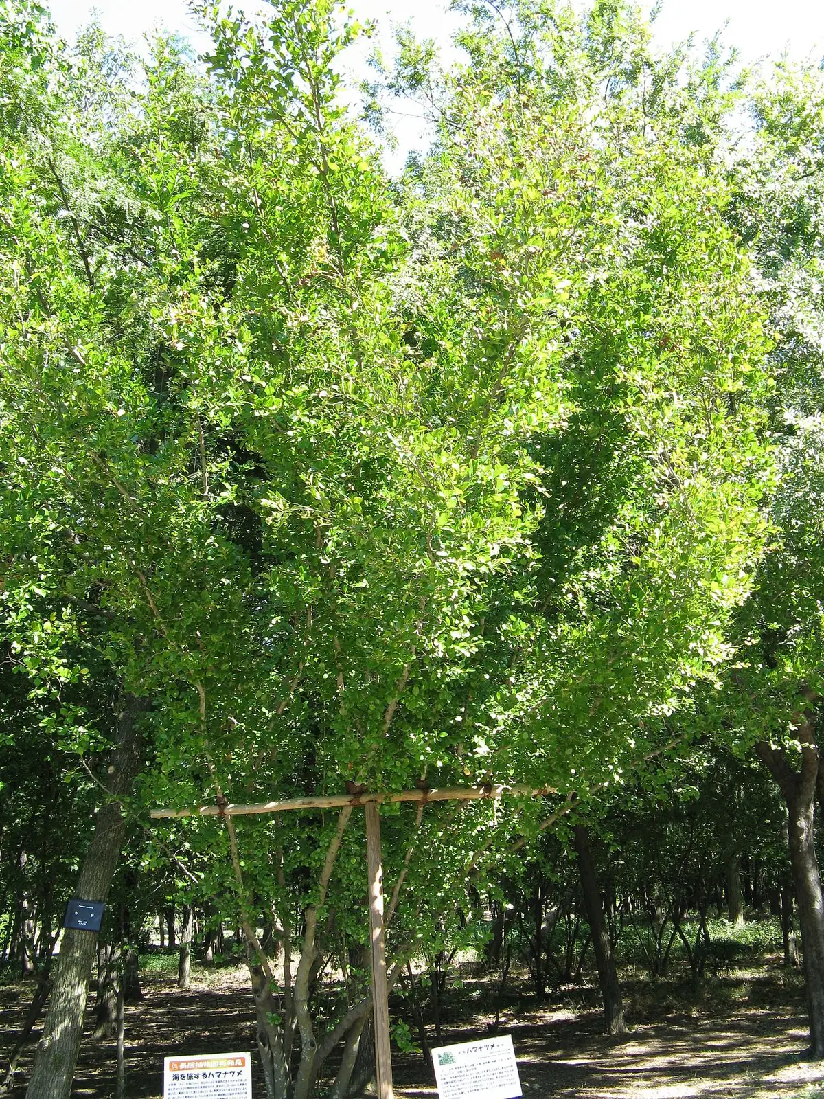 马甲子 (Paliurus ramosissimus) — 环境展示
