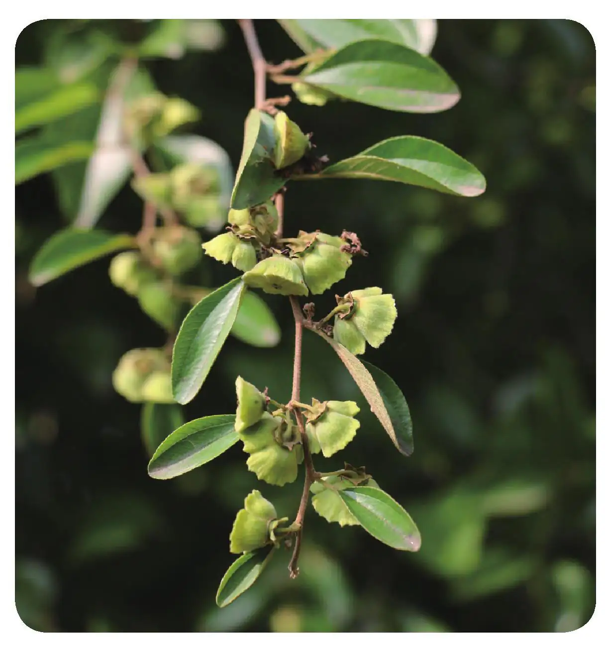马甲子 (Paliurus ramosissimus) — 细节