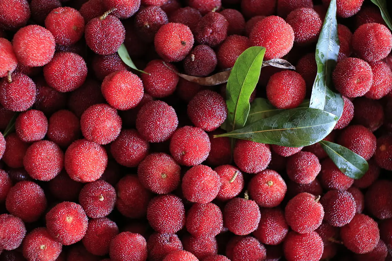 杨梅 (Morella rubra) — 环境展示