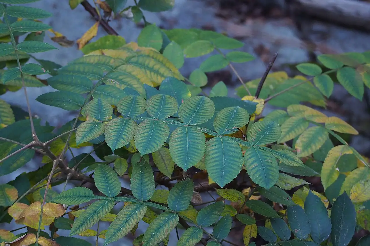 盐肤木 (Rhus chinensis) — 更多视角