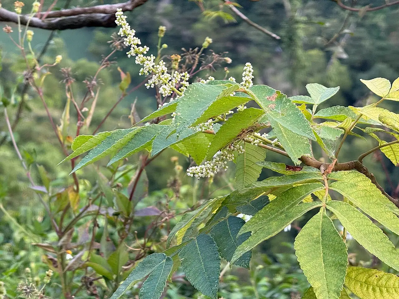 盐肤木 (Rhus chinensis) — 环境展示