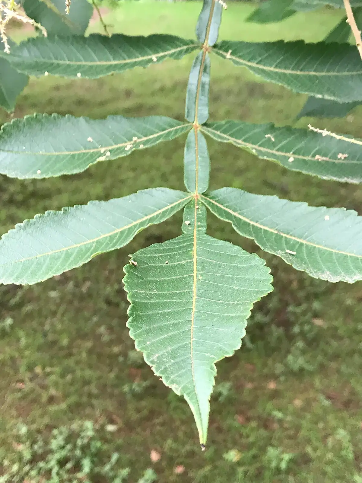 盐肤木 (Rhus chinensis) — 更多视角