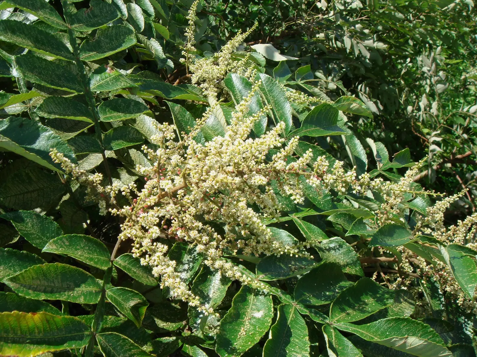 盐肤木 (Rhus chinensis) — 主图