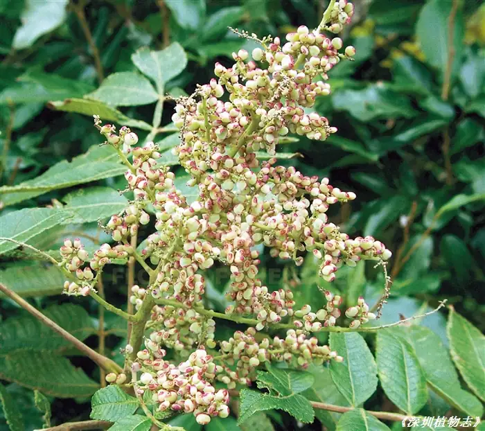 盐肤木 (Rhus chinensis) — 细节