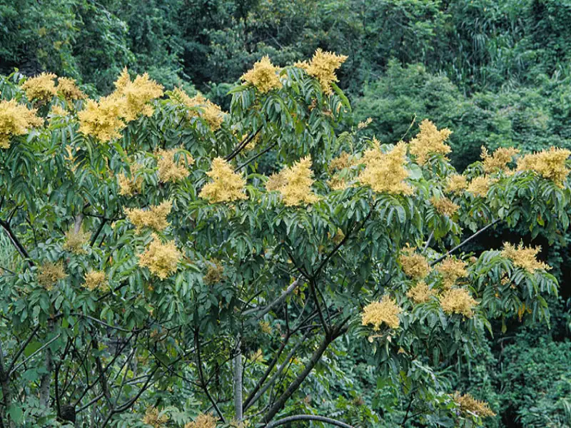 盐肤木 (Rhus chinensis) — 特写