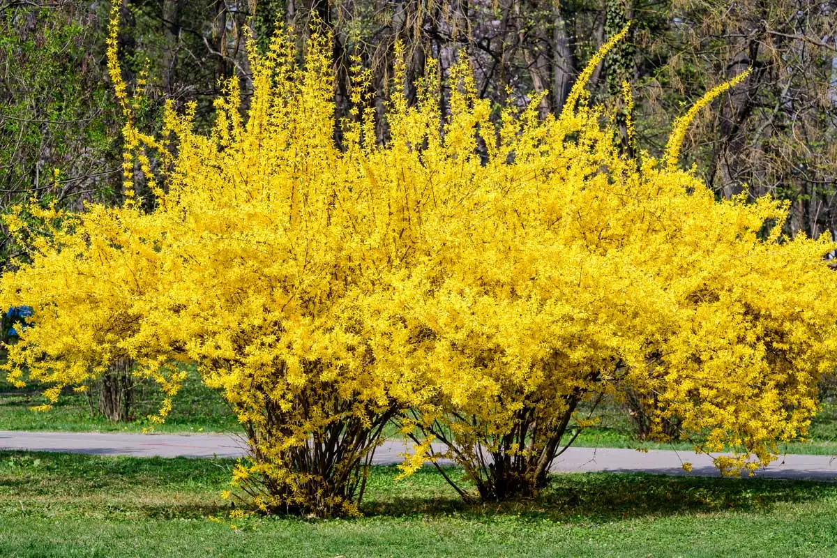 连翘 (Forsythia suspensa (Thunb.) Vahl) — 环境展示