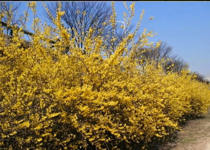 连翘 (Forsythia suspensa (Thunb.) Vahl) — 更多视角