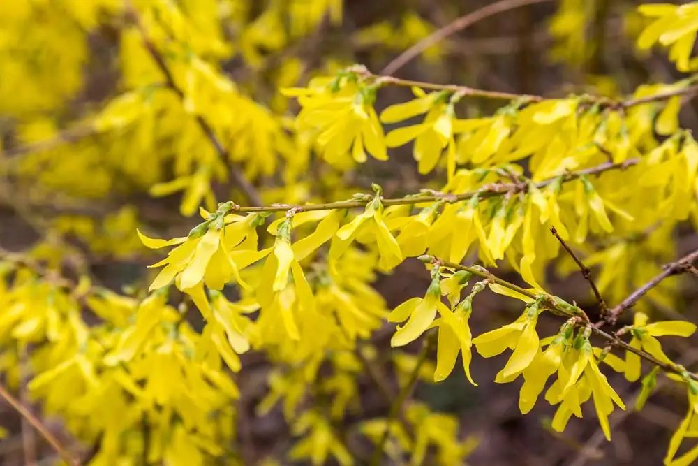 连翘 (Forsythia suspensa (Thunb.) Vahl) — 细节