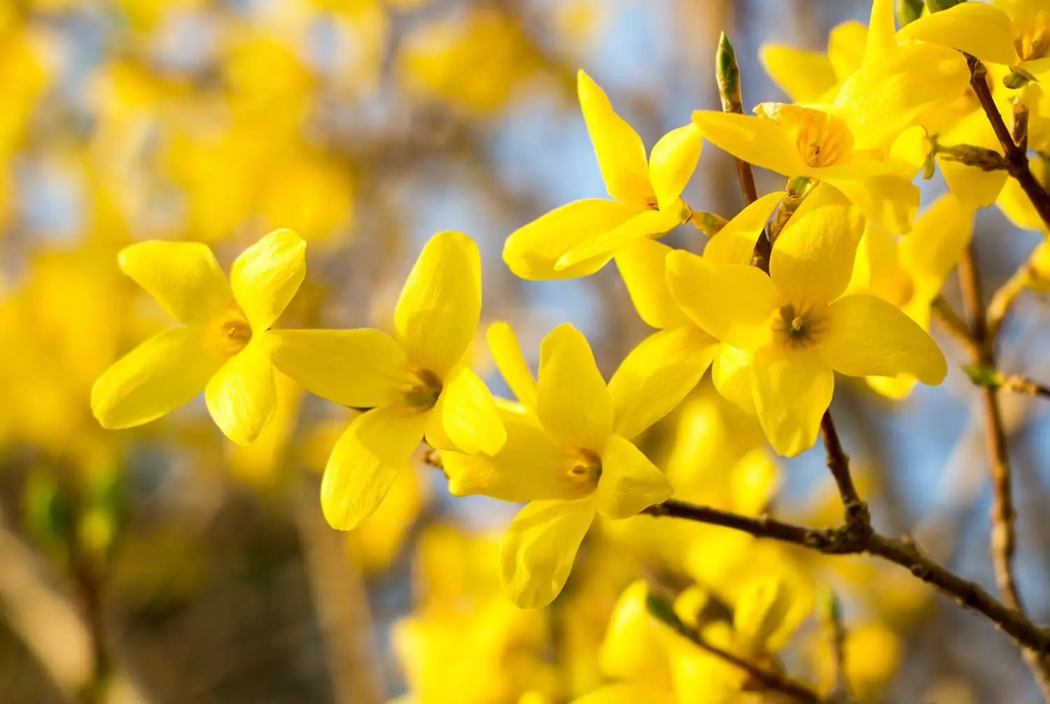 连翘 (Forsythia suspensa (Thunb.) Vahl) — 主图