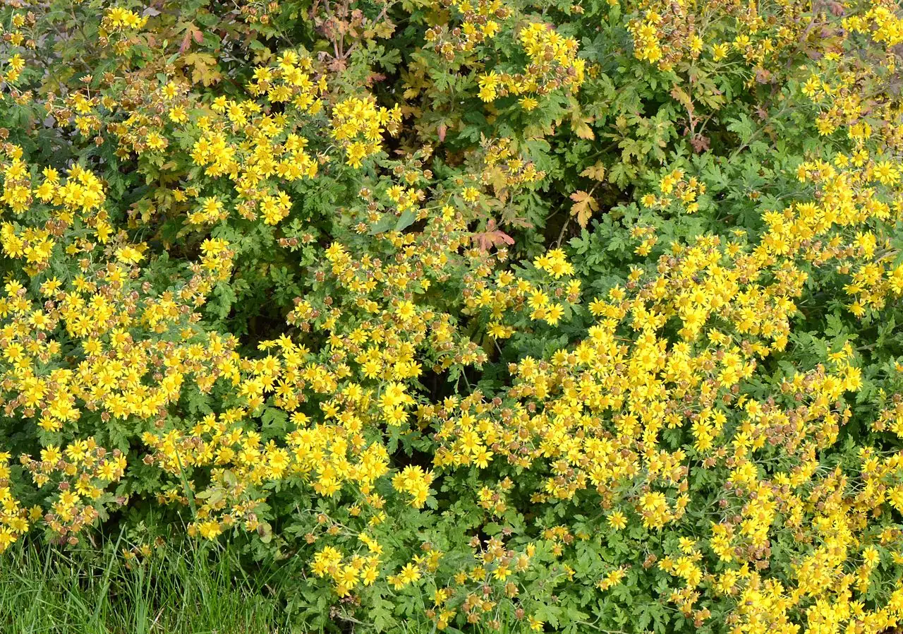 野菊 (Chrysanthemum indicum) — 细节