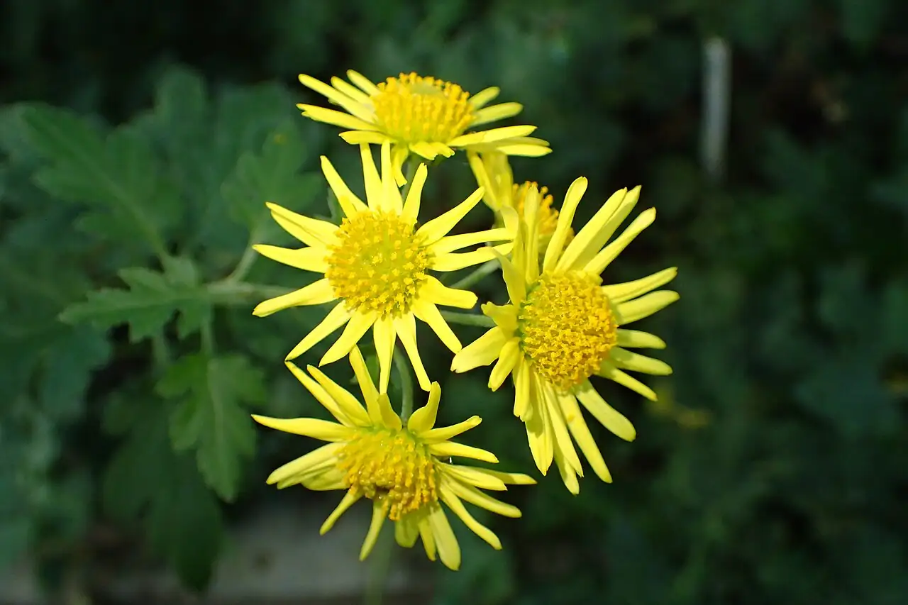 野菊 (Chrysanthemum indicum) — 特写