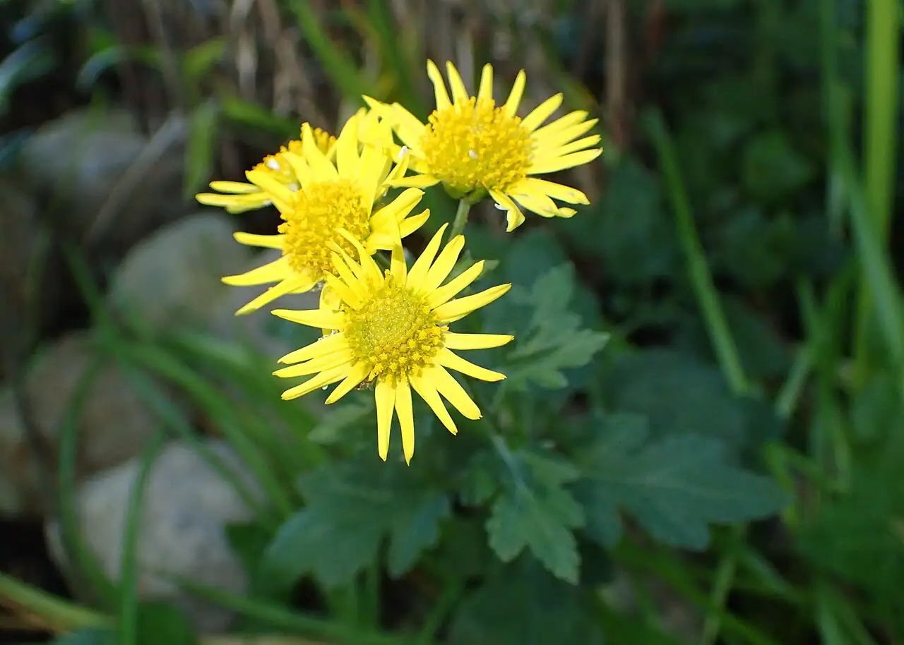 野菊 (Chrysanthemum indicum) — 环境展示