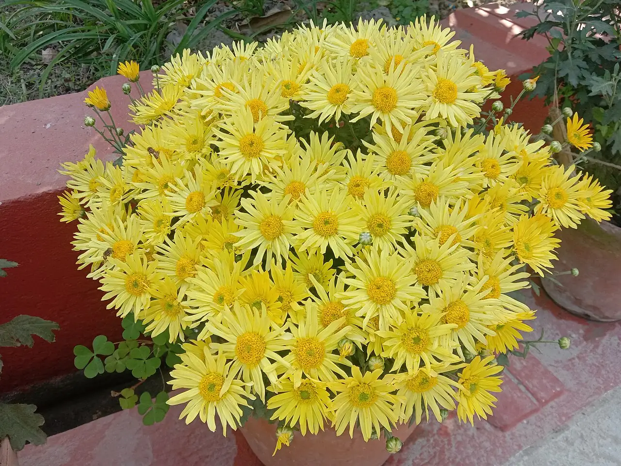 野菊 (Chrysanthemum indicum) — 更多视角