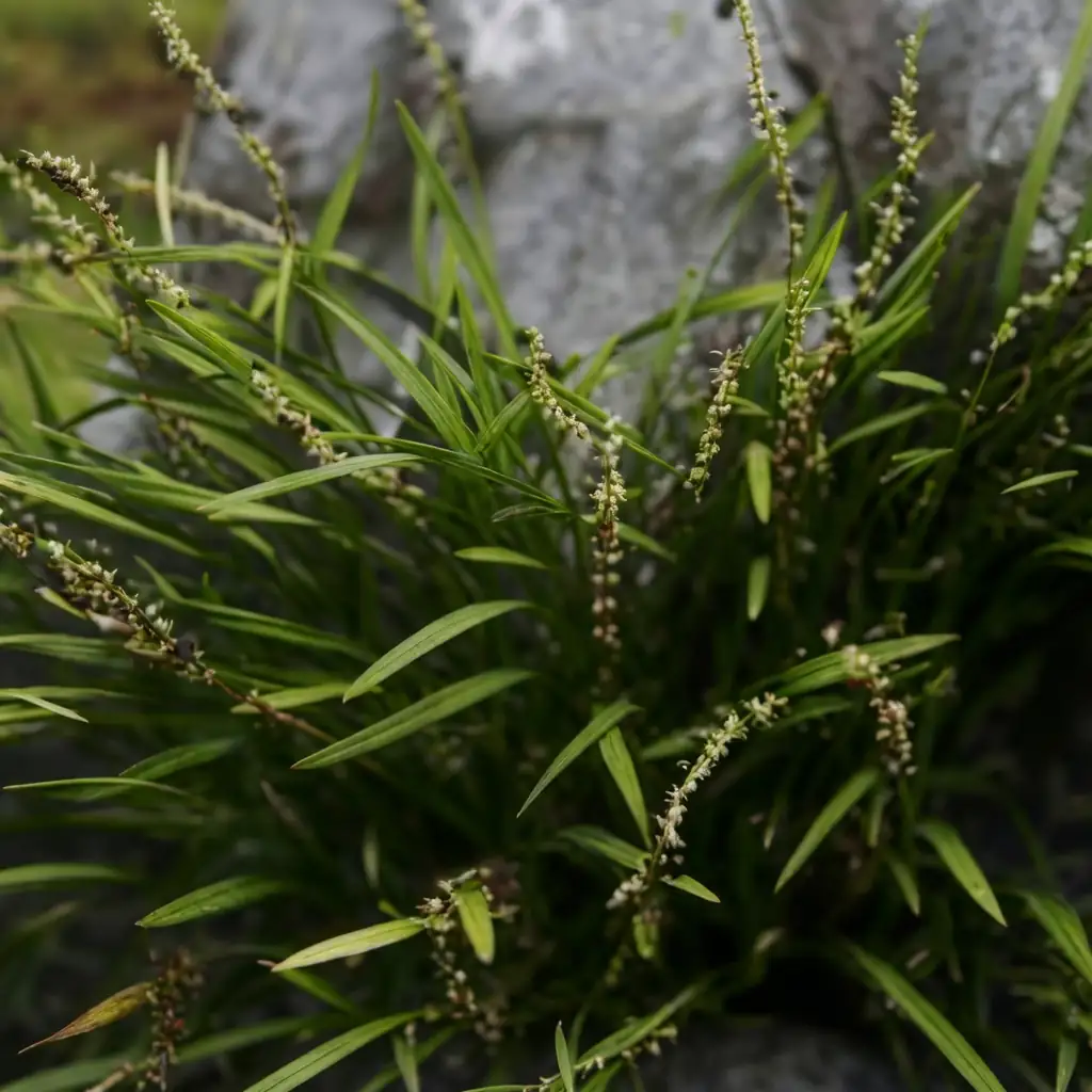 山麦冬 (Liriope spicata) — 环境展示