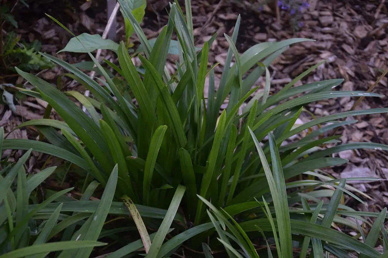 山麦冬 (Liriope spicata) — 更多视角