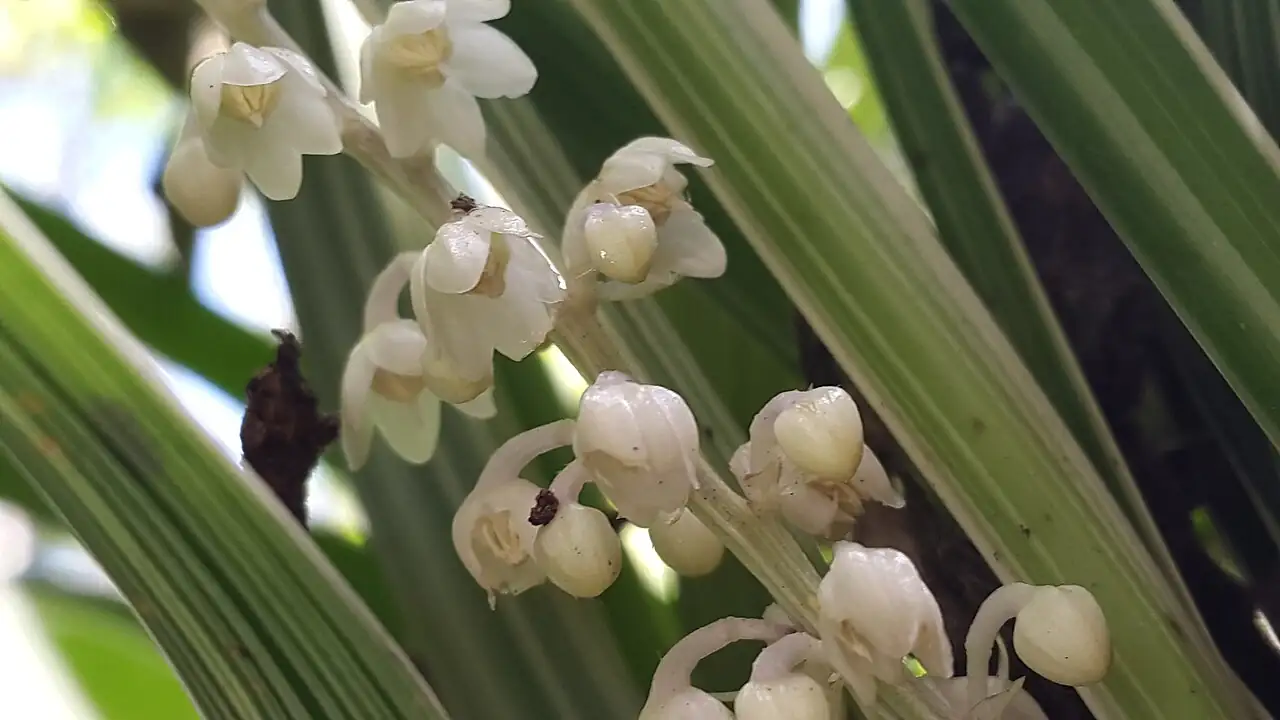 山麦冬 (Liriope spicata) — 更多视角