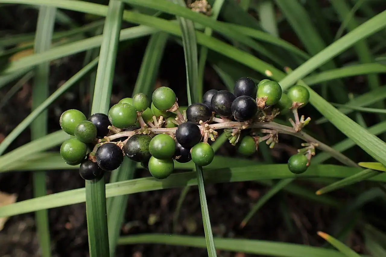 山麦冬 (Liriope spicata) — 特写
