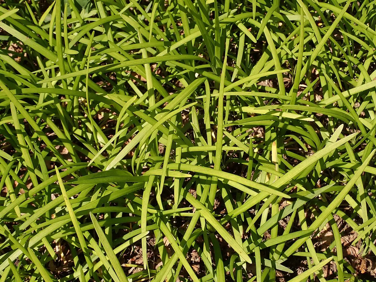 山麦冬 (Liriope spicata) — 更多视角