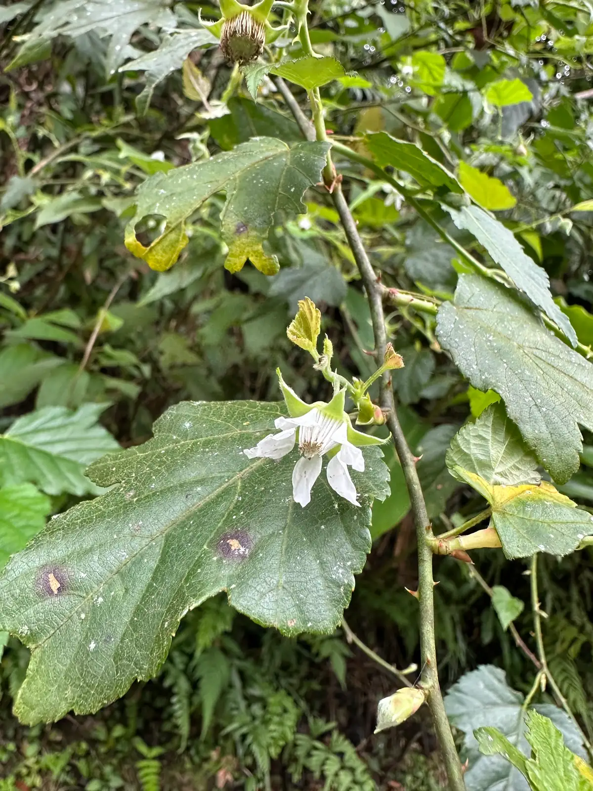 山莓 (Rubus corchorifolius) — 主图