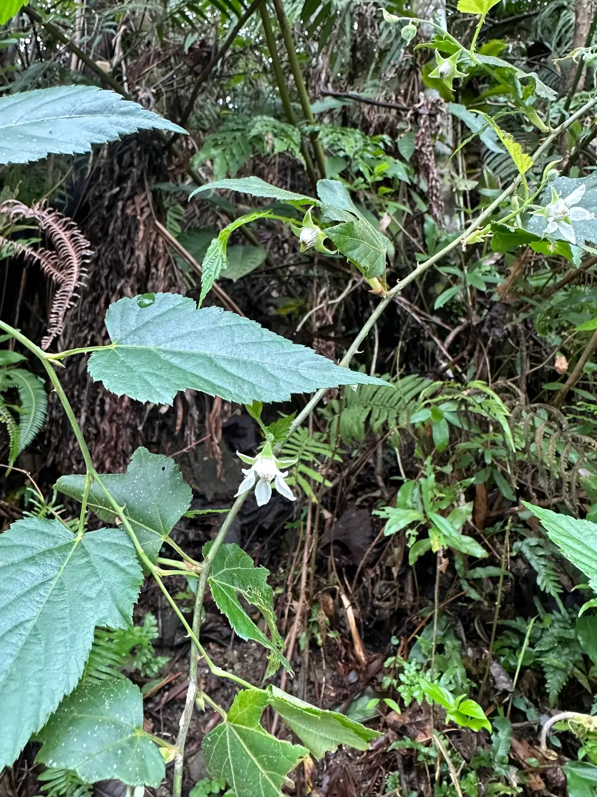 山莓 (Rubus corchorifolius) — 细节