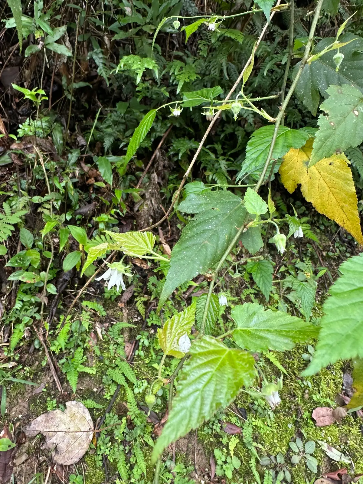 山莓 (Rubus corchorifolius) — 特写