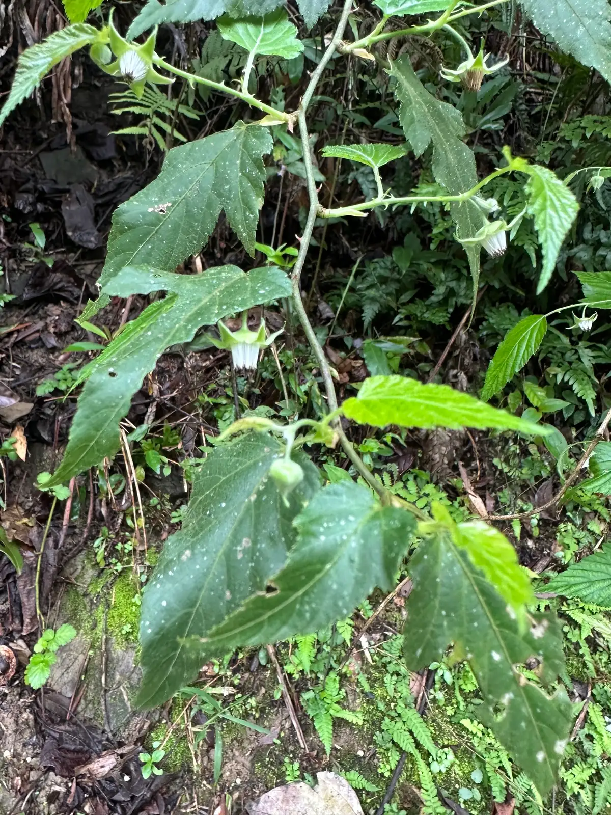 山莓 (Rubus corchorifolius) — 环境展示