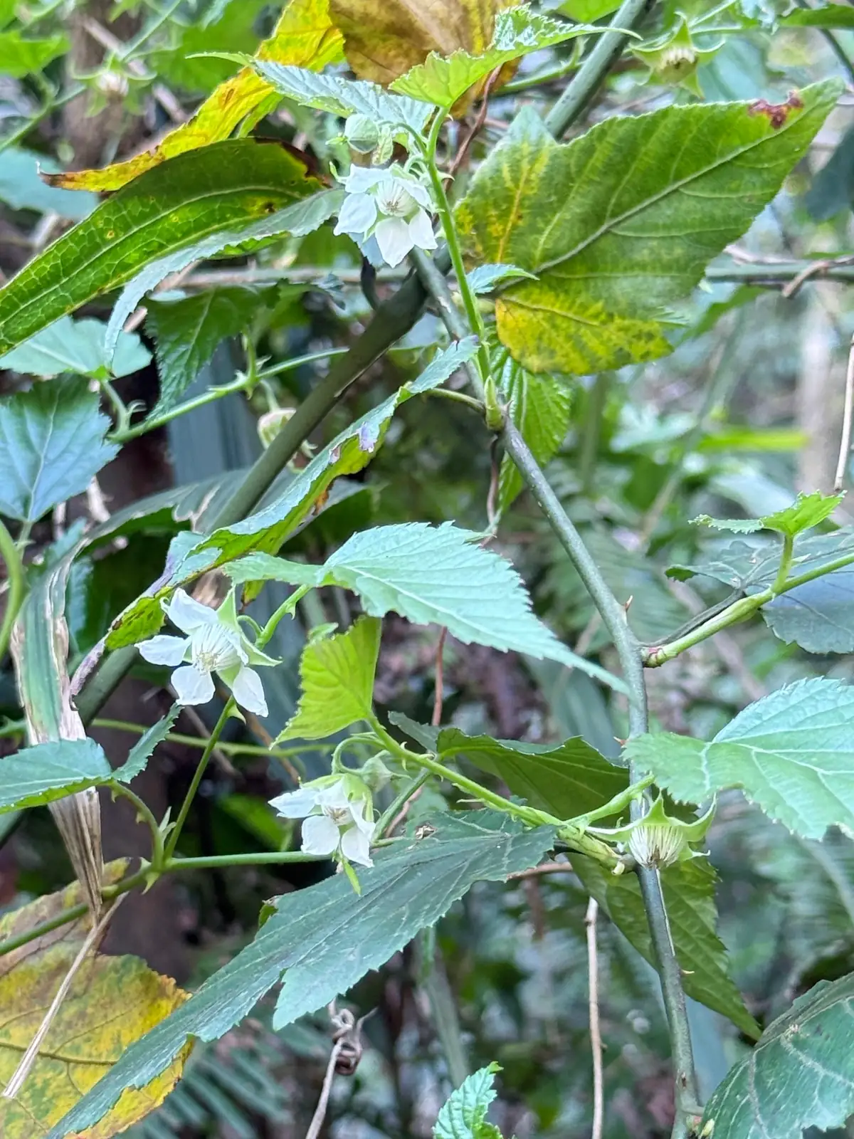 山莓 (Rubus corchorifolius) — 更多视角