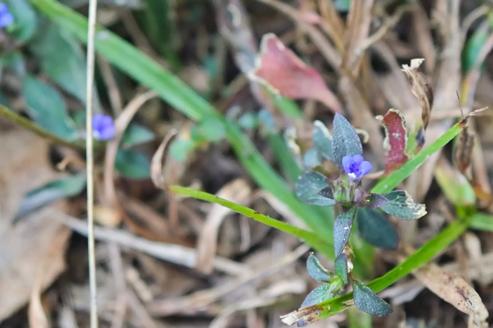 孩儿草 (Rungia pectinata) — 特写