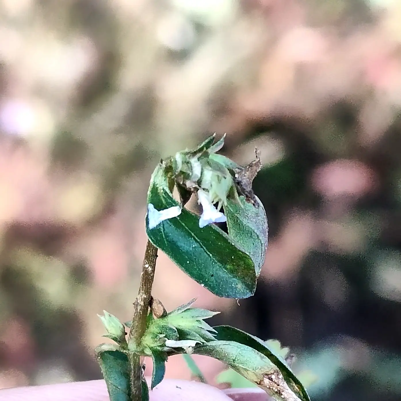 孩儿草 (Rungia pectinata) — 环境展示