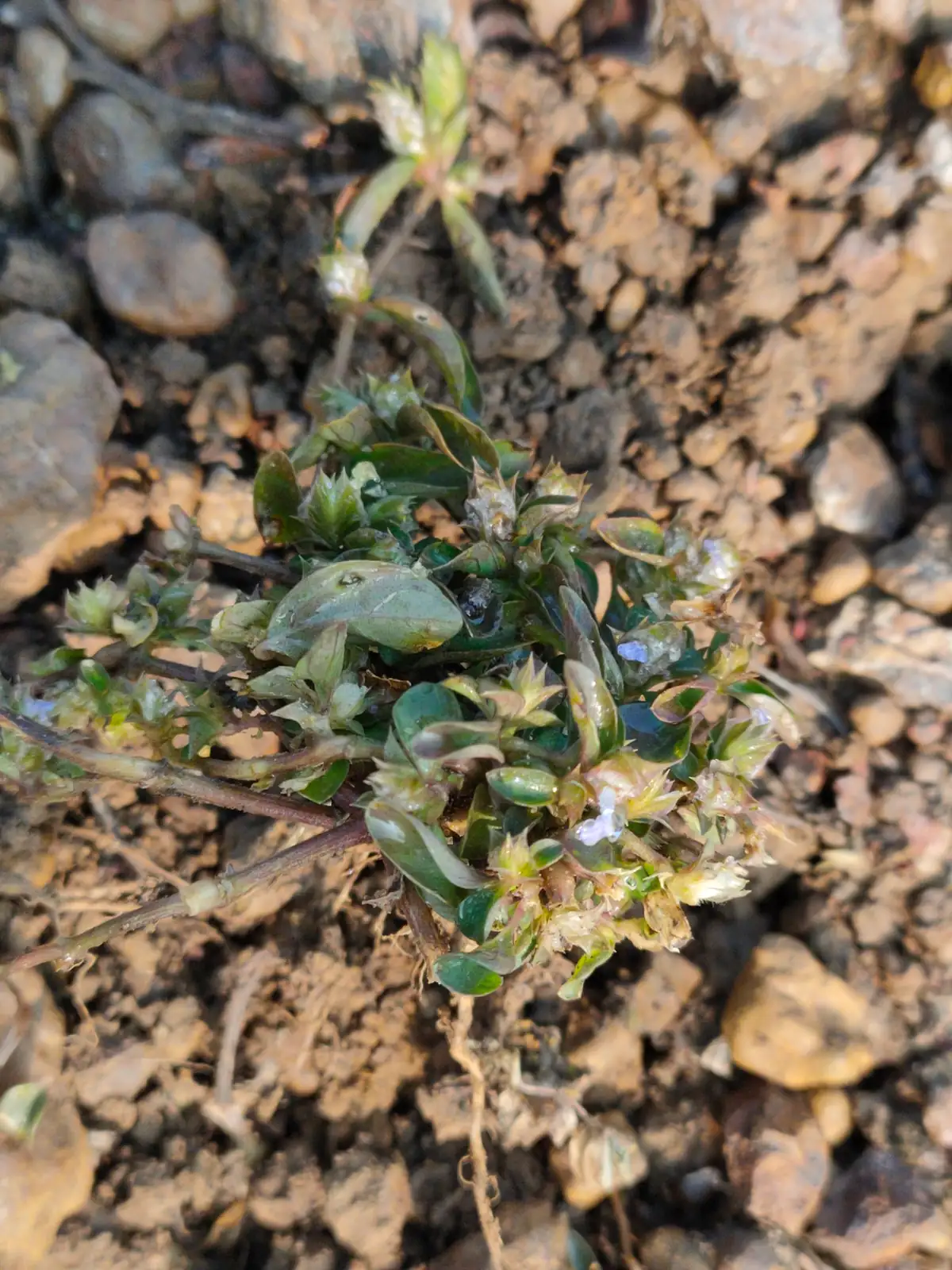 孩儿草 (Rungia pectinata) — 更多视角
