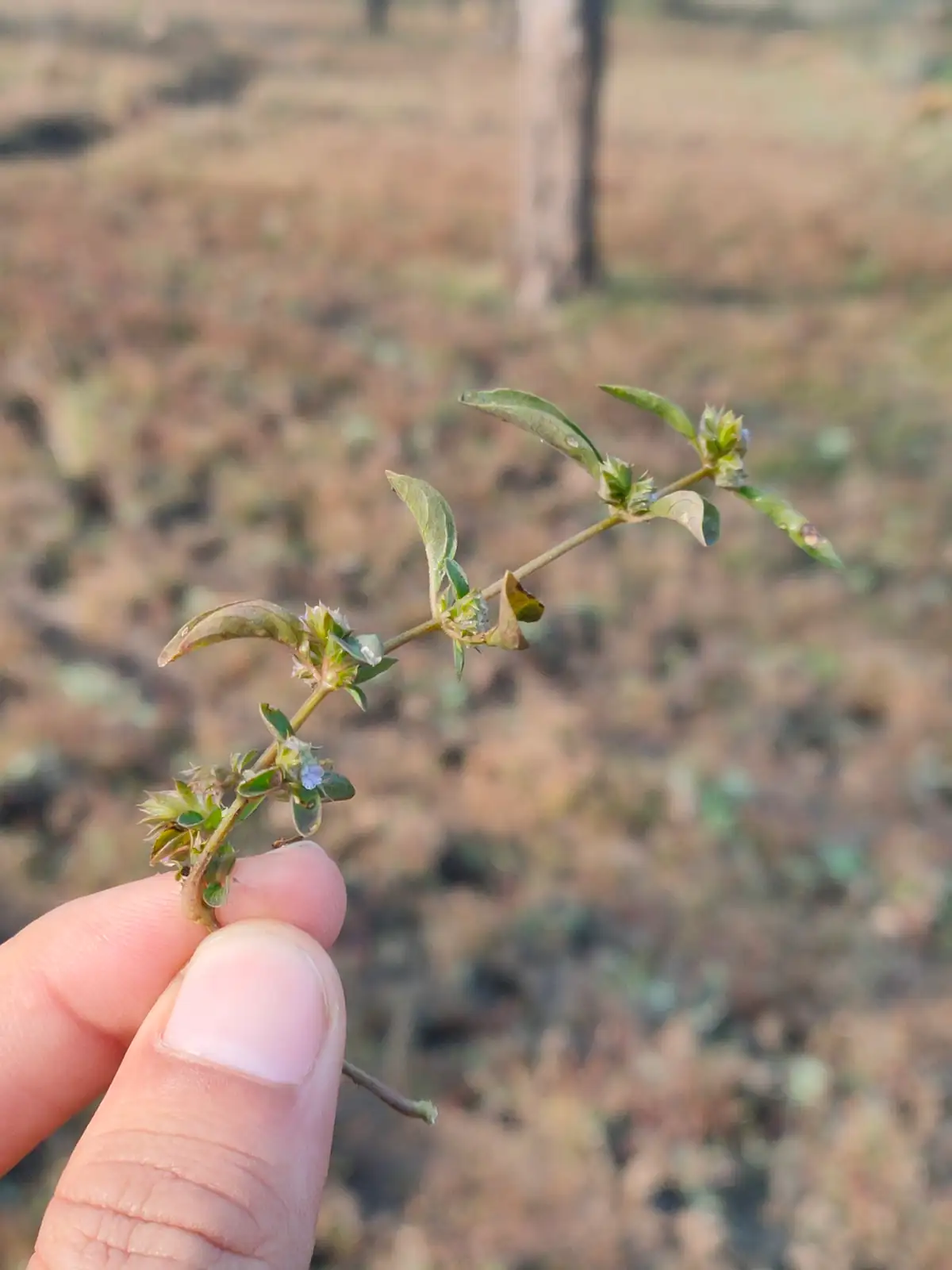 孩儿草 (Rungia pectinata) — 更多视角