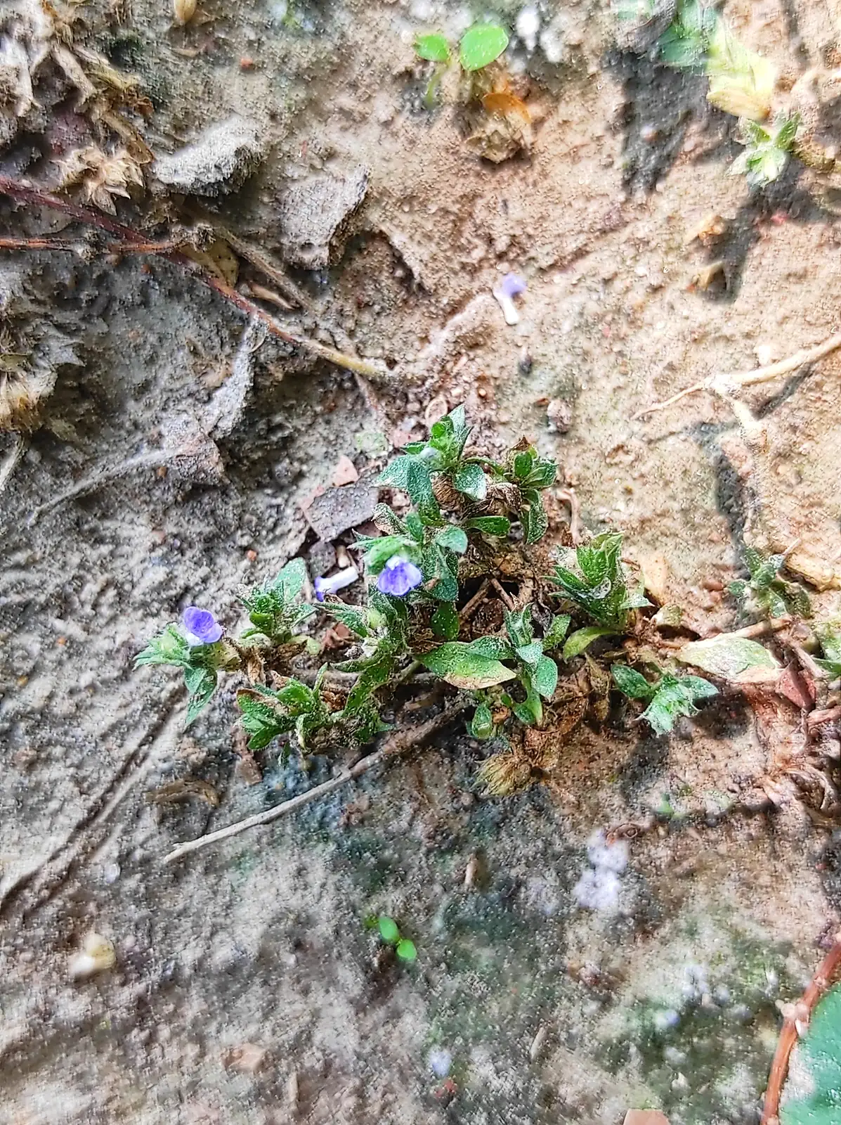 孩儿草 (Rungia pectinata) — 更多视角