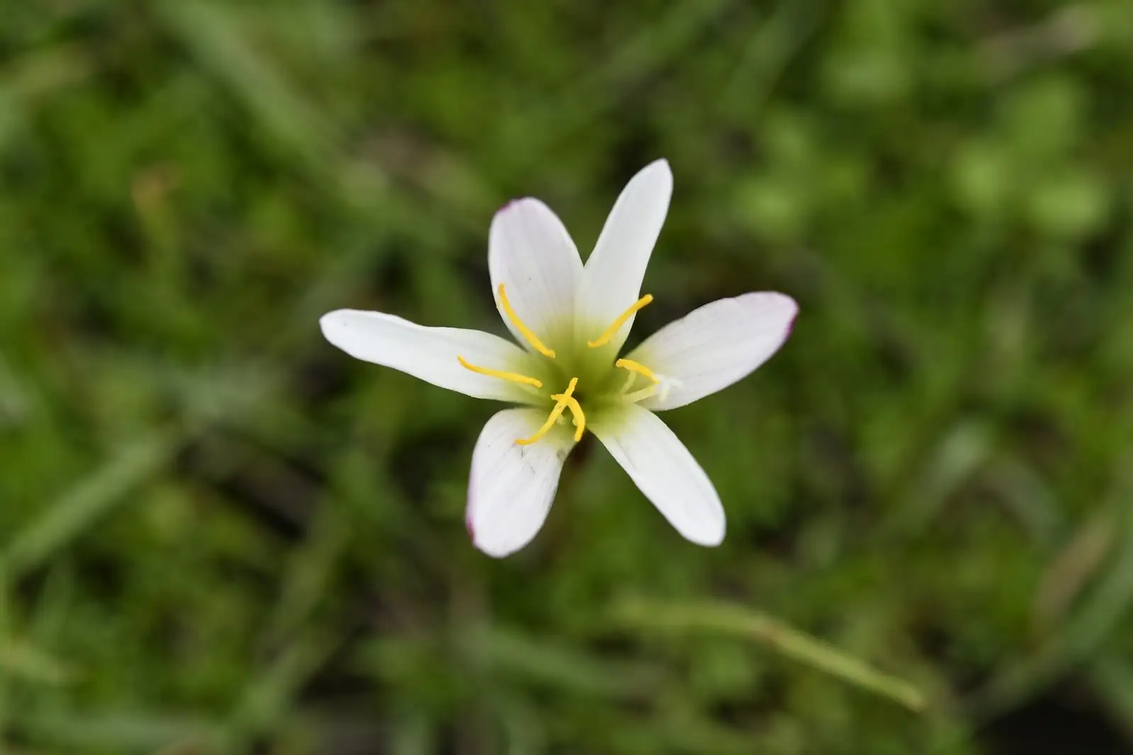 非莲 (Zephyranthes grandiflora) — 环境展示