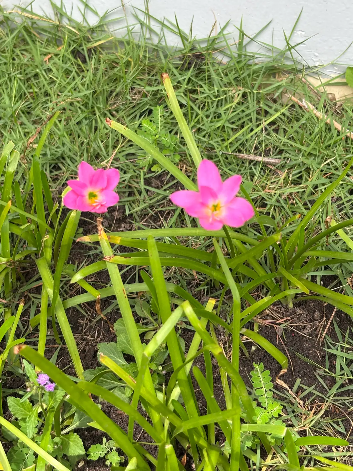 非莲 (Zephyranthes grandiflora) — 更多视角