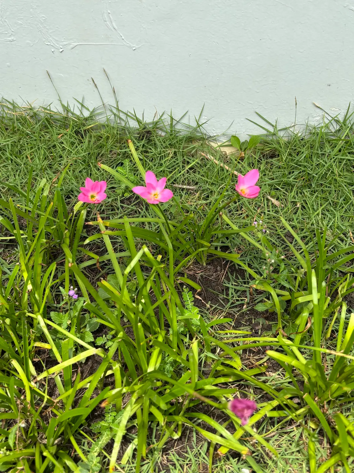 非莲 (Zephyranthes grandiflora) — 更多视角