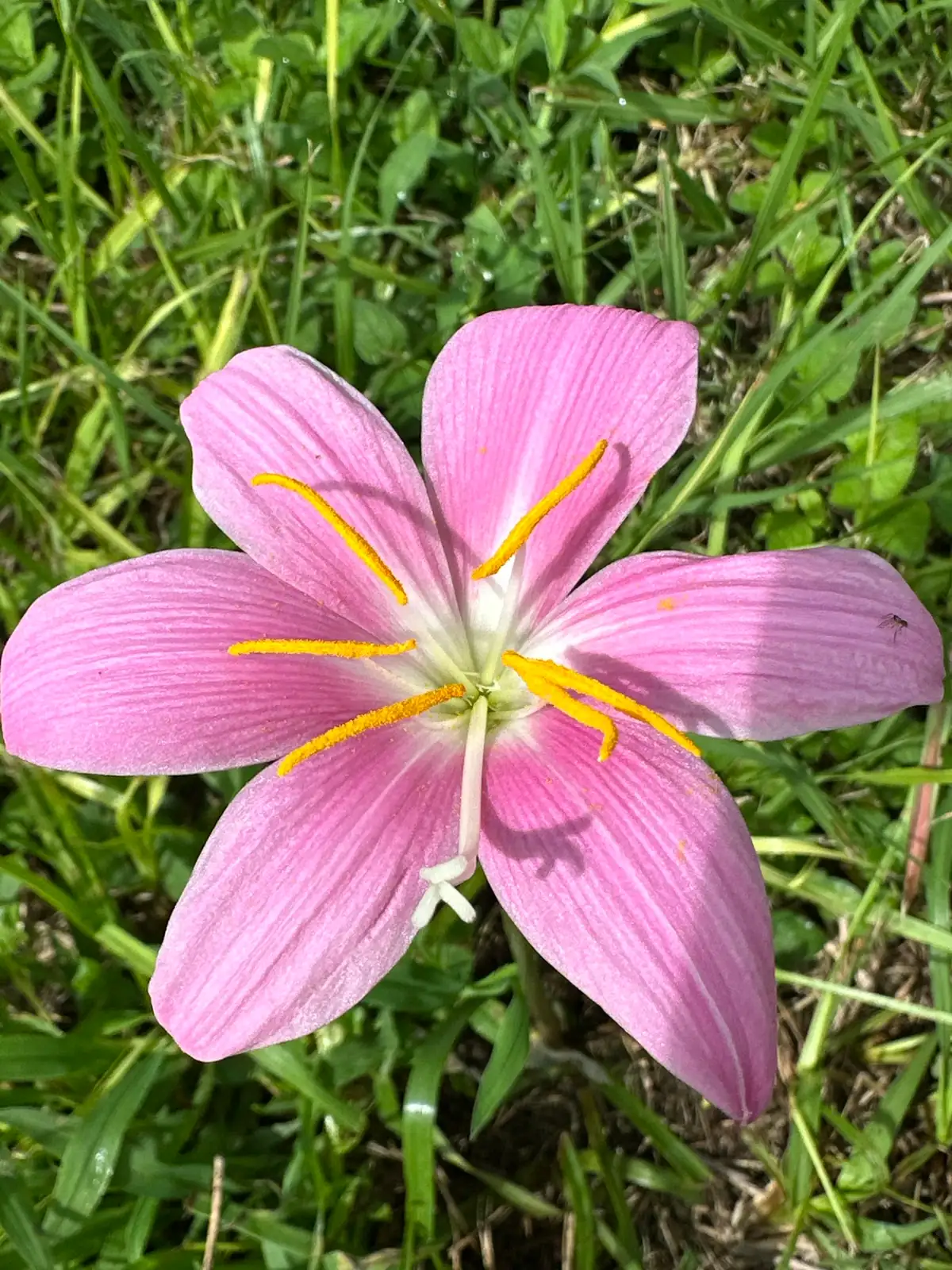 非莲 (Zephyranthes grandiflora) — 更多视角