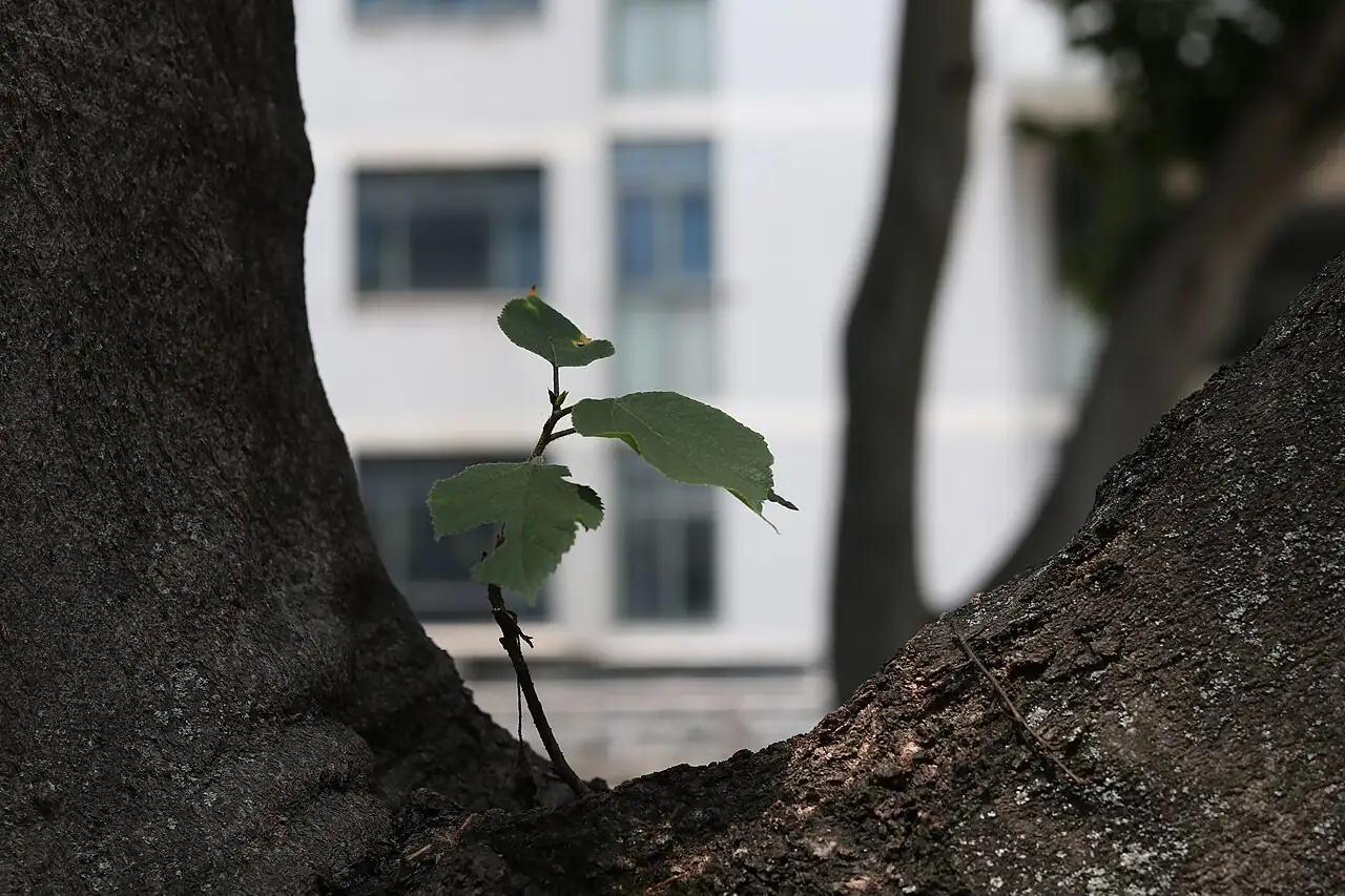 构树 (Broussonetia papyrifera) — 更多视角